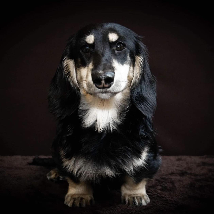 Aladdin, the adventurous male dachshund, steals the spotlight with his charming gaze, lively personality, and heartwarming loyalty.