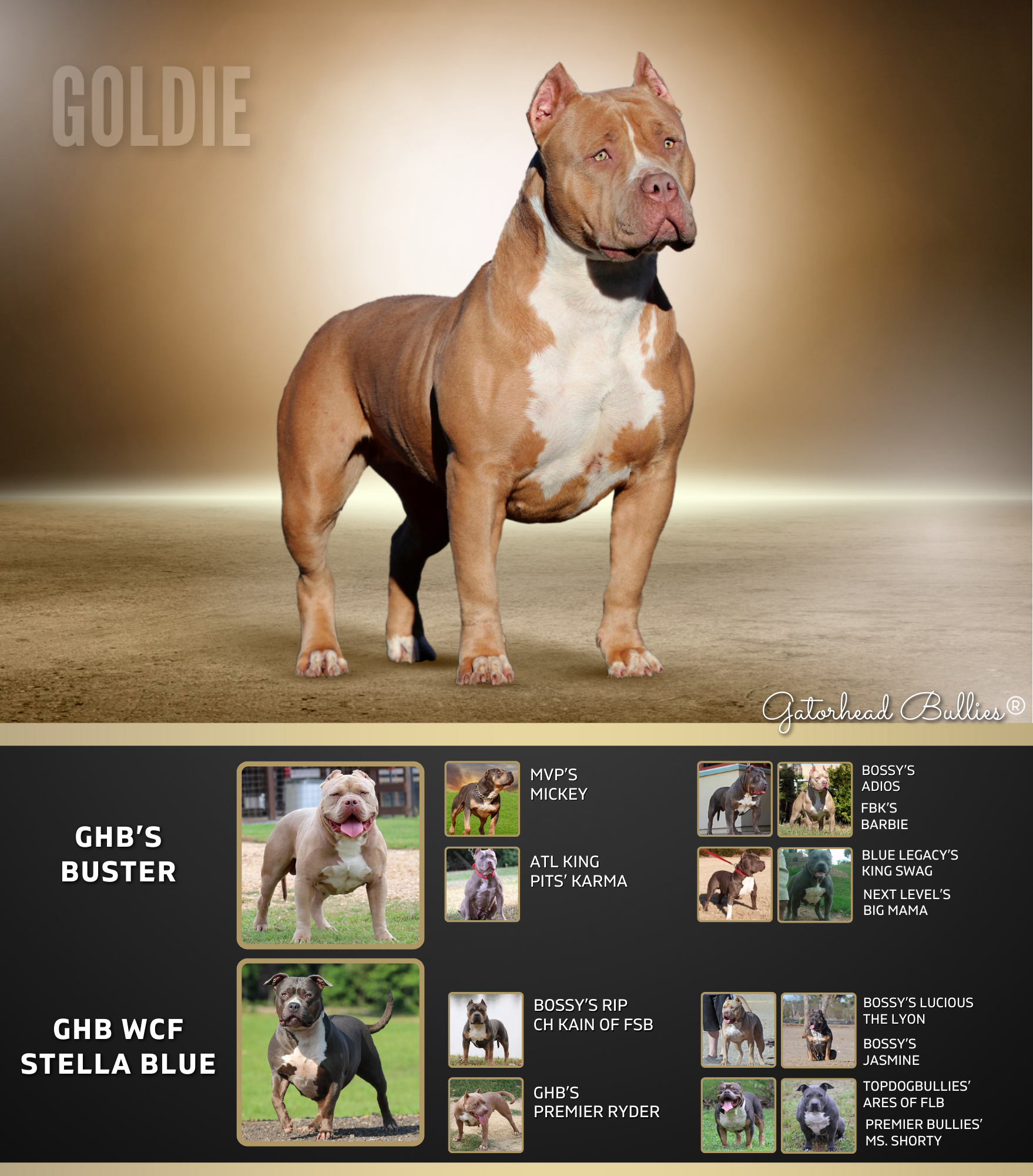 GHB Goldie New Site Gatorhead Bullies champagne XL Bully Pitbull puppies for sale