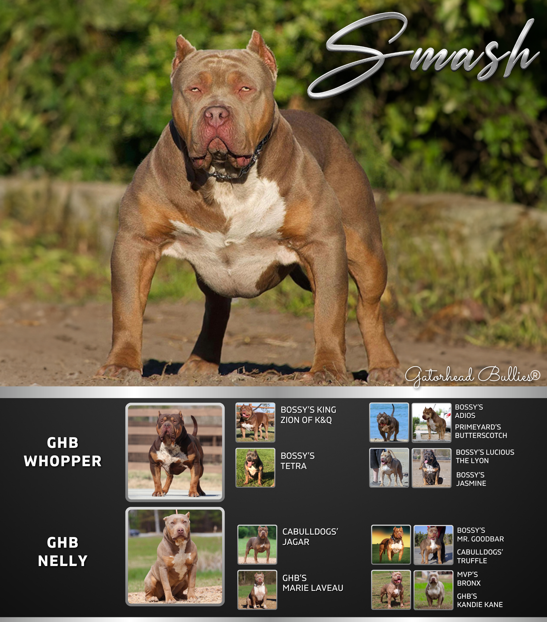 GHB Smash Gatorhead Bullies XXL Bully sire of our puppies for sale (1)