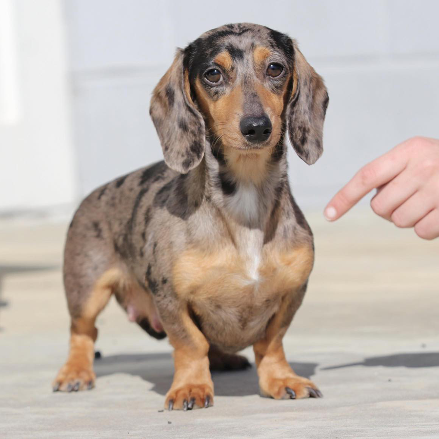 Meet Stormy a spirited female dachshund whose playful energy and loving nature will be the sunshine in your life, even on the cloudiest days!