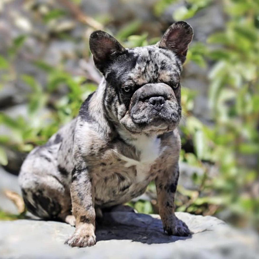 TakeOff is a handsome male French Bulldog.
