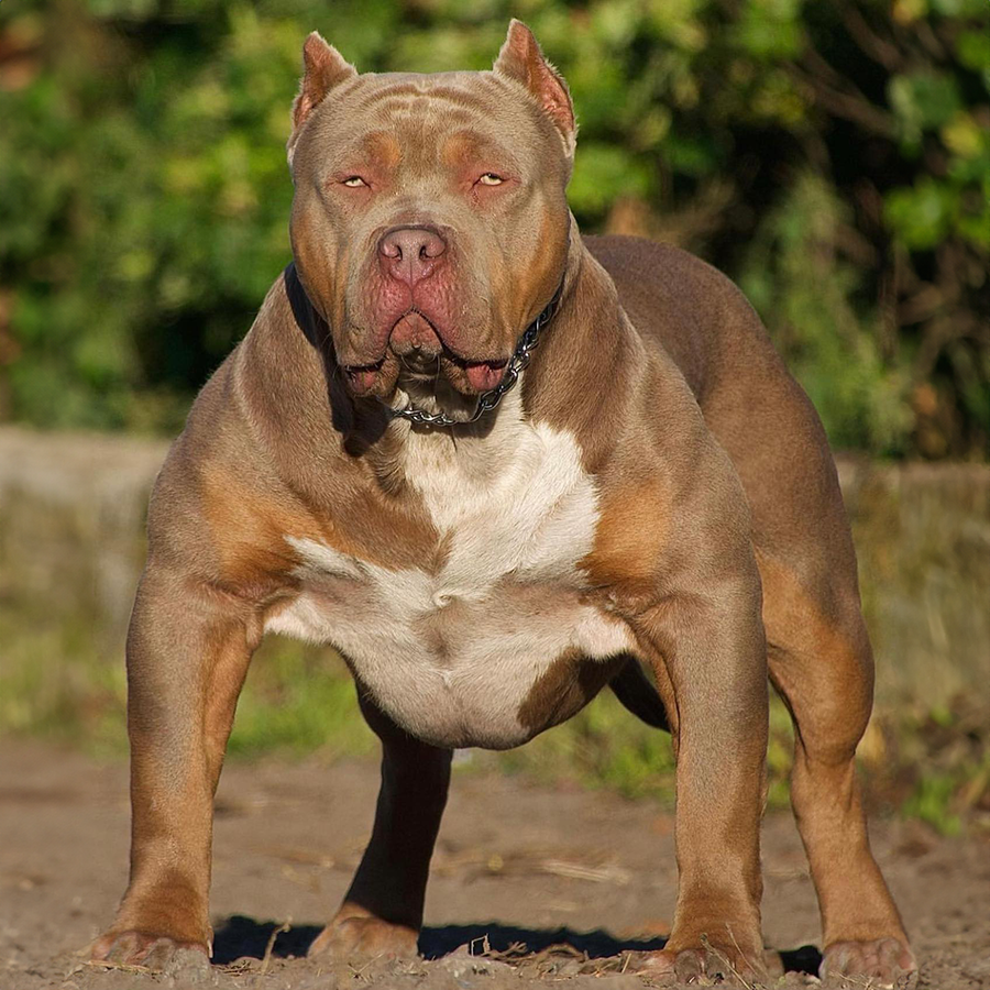 Meet GHB Smash, a Lilac Tri American XL Bully, born from Whopper and Nellie.