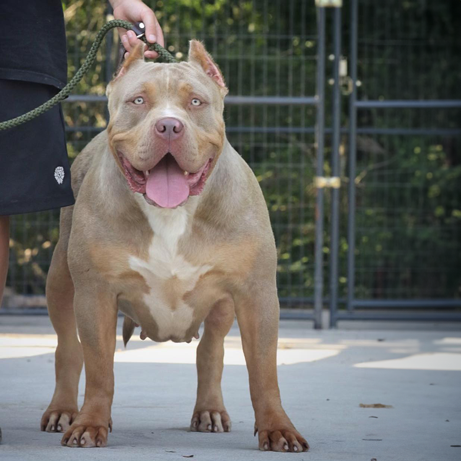 This is Haley, a beautiful American XL bully Dam
