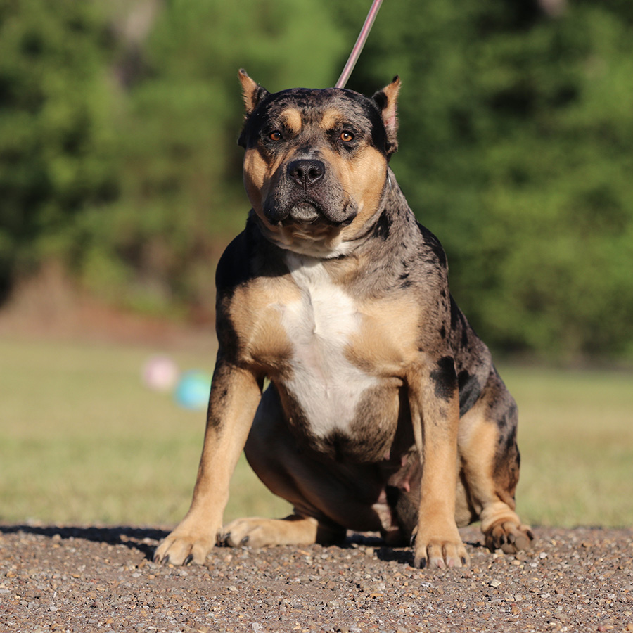 American XL Bully Male adults for sale GHB’s America copy