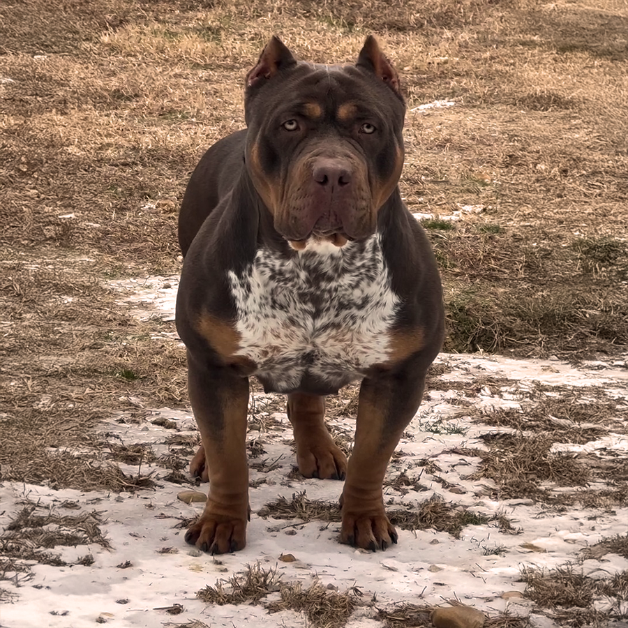 Gatorhead Bullies Five Star Aspen ticked chocolate tri american bully xl